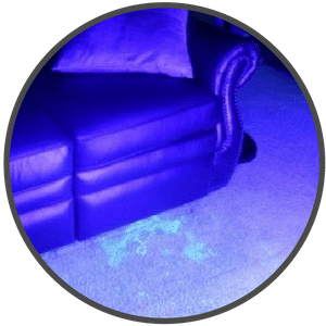 picture of dog stains under a blacklight