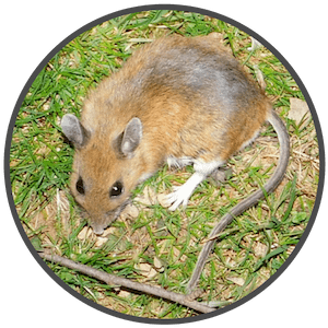 picture of a white footed mouse