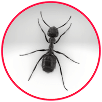 picture of ant