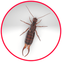 picture of an earwig